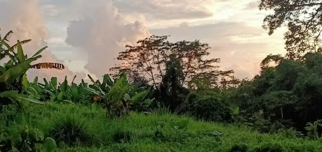 BUC TANAH VIEW GUNUNG, SAWAH DAN SUNGAI TABANAN - Image 8 of 10