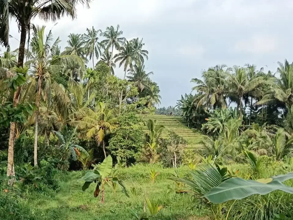 Dijual tanah kebun view sawah cantik dekat kota di bali - Image 6 of 10