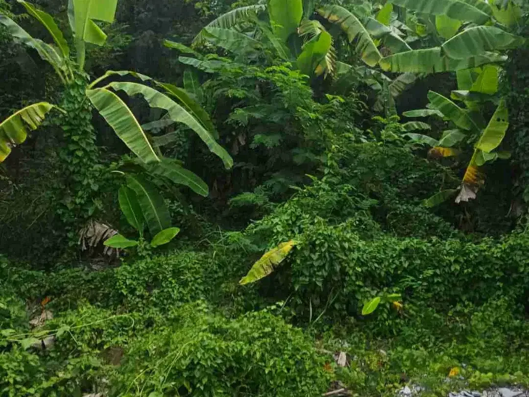 Jual tanah 10are area PANTAI MERTASARI SANUR Bali - Image 6 of 6