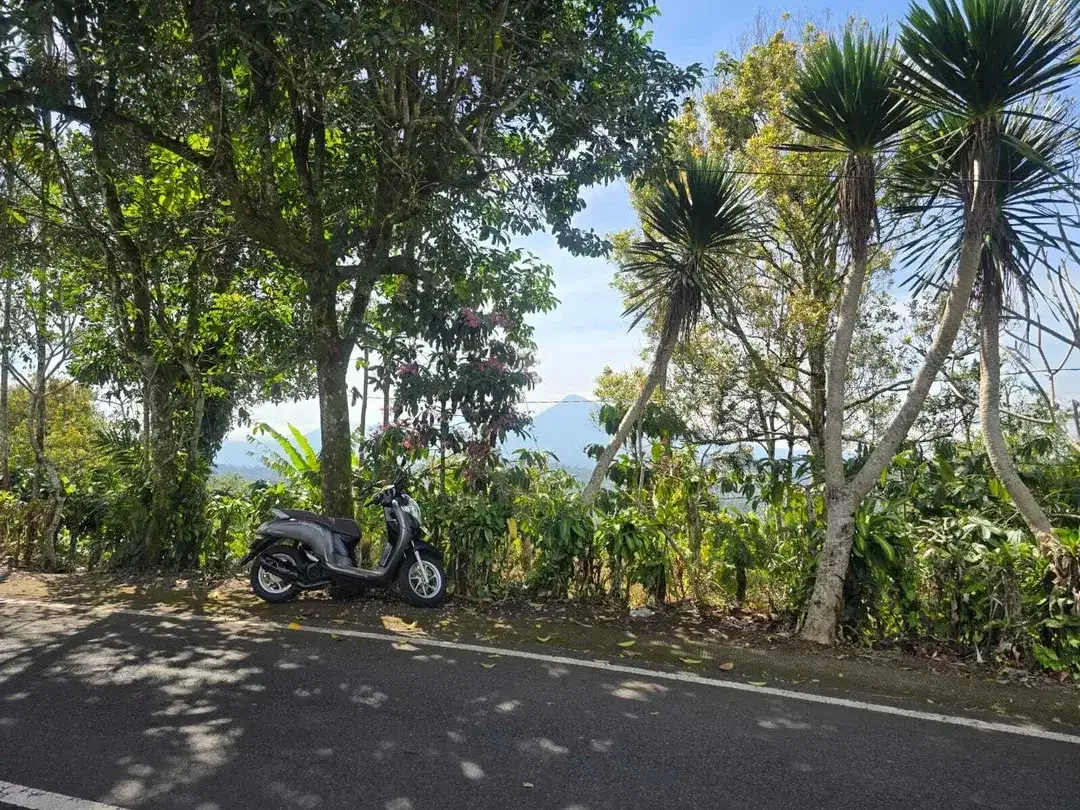 Dijual tanah kebun kopi view gunung dan lembah di bali - Image 5 of 10