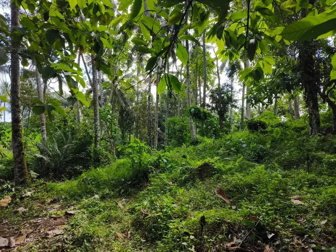Dijual tanah 9 are view sawah akses jalan hotmix - Image 7 of 8