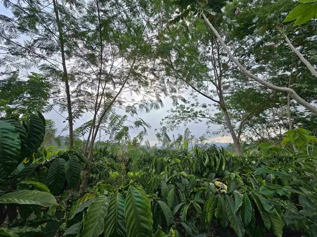 Dijual murah kebun kopi siap panen di pupuan tabanan bali - Image 4 of 10