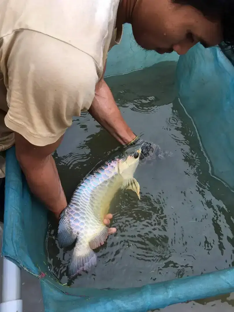 Arwana/ Arowana Crossback Blue Base 50CM (INDUKAN) - Image 2 of 7