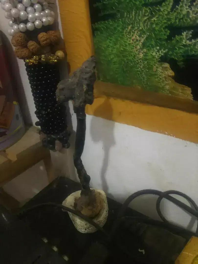 Fosil ong tiing hitam - Image 1 of 1