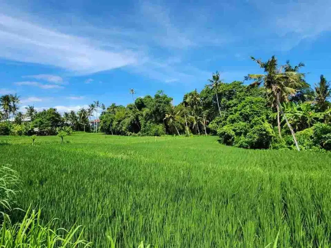 Tanah Kavling View Sawah, Lokasi Strategis, @Pering, Blahbatuh, Gianyar dekat Denpasar & Sanur - Image 1 of 10