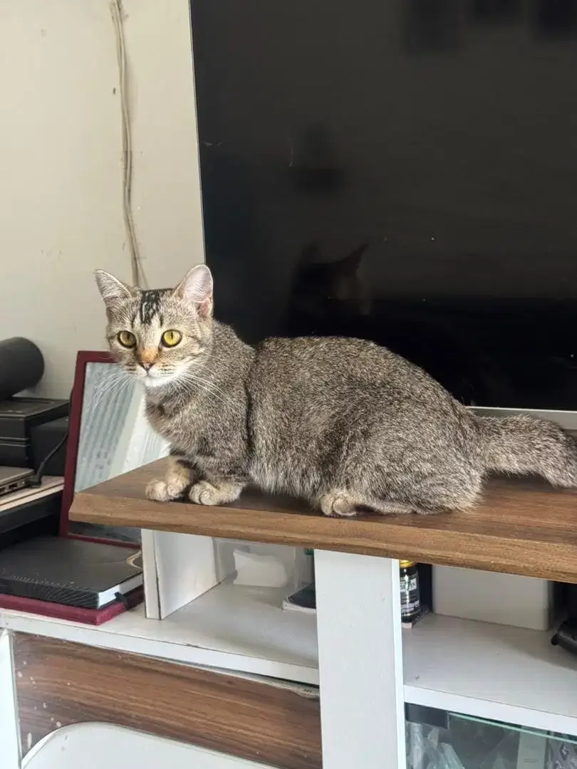Kucing Munchkin Betina - Image 1 of 3