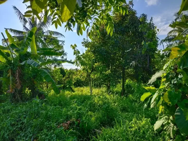 tanah murah datar view sawah akse s jalan propinsi di bali - Image 9 of 10