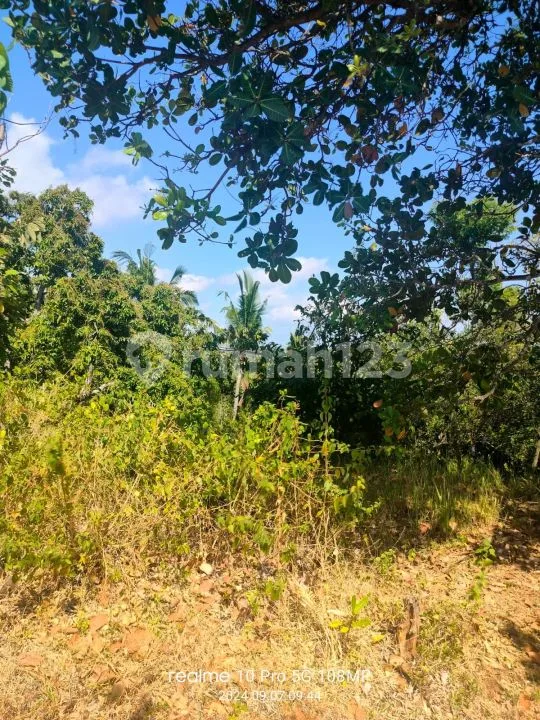 Ocean View! 1,8ha Ds Tunjung Kubutambahan Dekat Calon Bandara Baru - Image 4 of 4