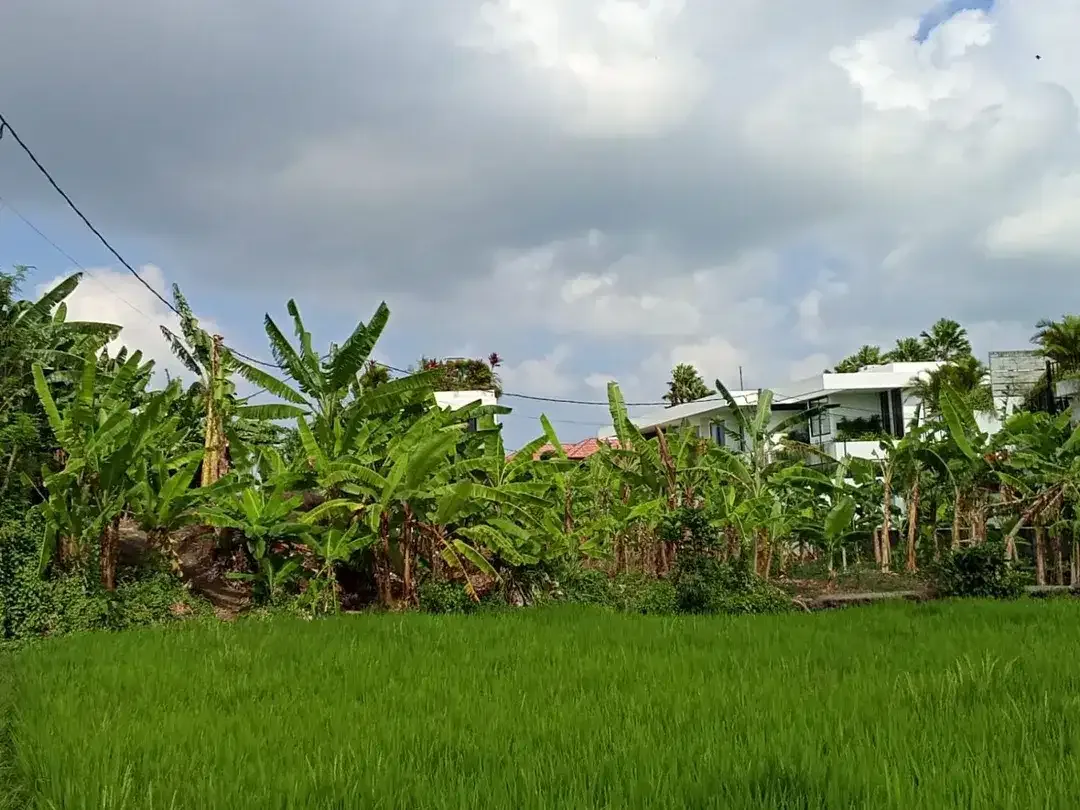 TANAH PREMIUM VIEW SAWAH – TUMBAK BAYUH, PERERENAN - Image 10 of 10
