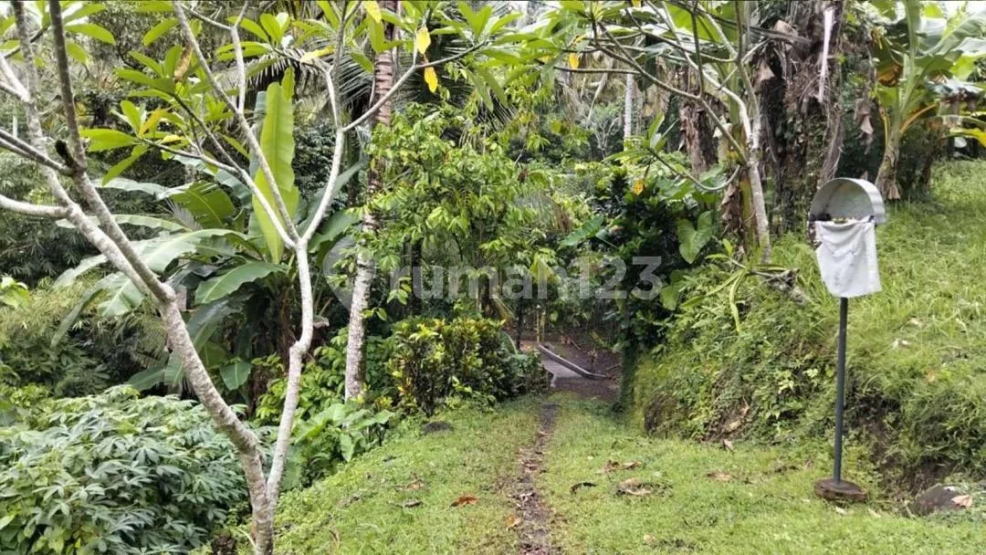 Di Jual Tanah Kebun Lokasi Surabrata Selemadeg Barat - Image 2 of 4