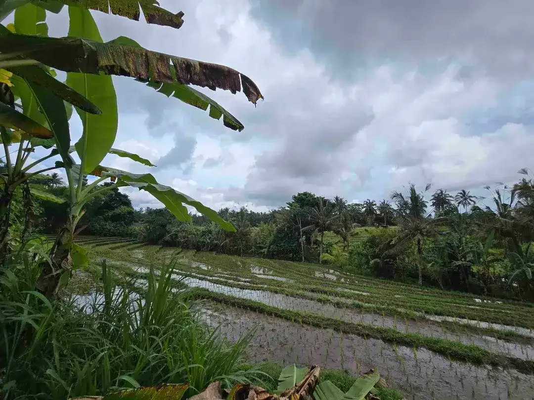 Dijual tanah kecil view sawah terasering di tabanan bali - Image 3 of 10