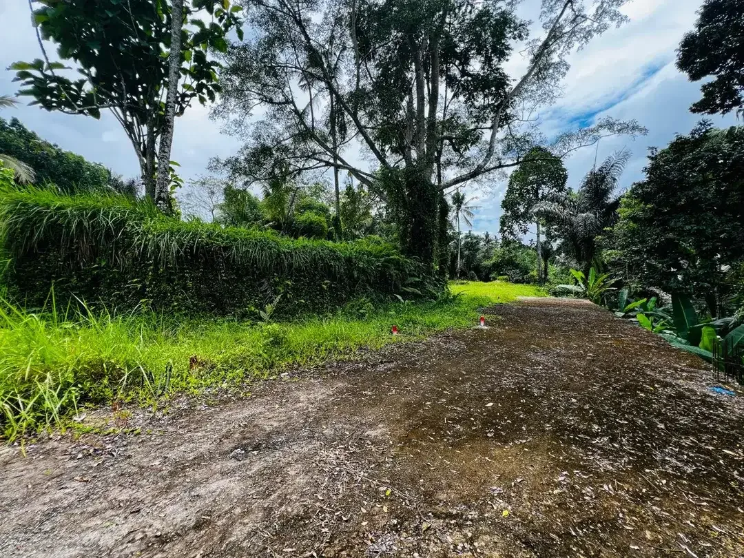 Tanah jungle payangan ubud - Image 6 of 9