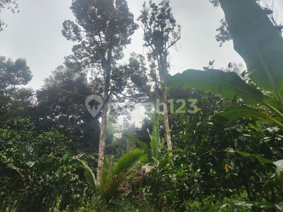 Tanah View Terasering Sawah Bonus Sumber Mata Air di Tabanan - Image 2 of 4