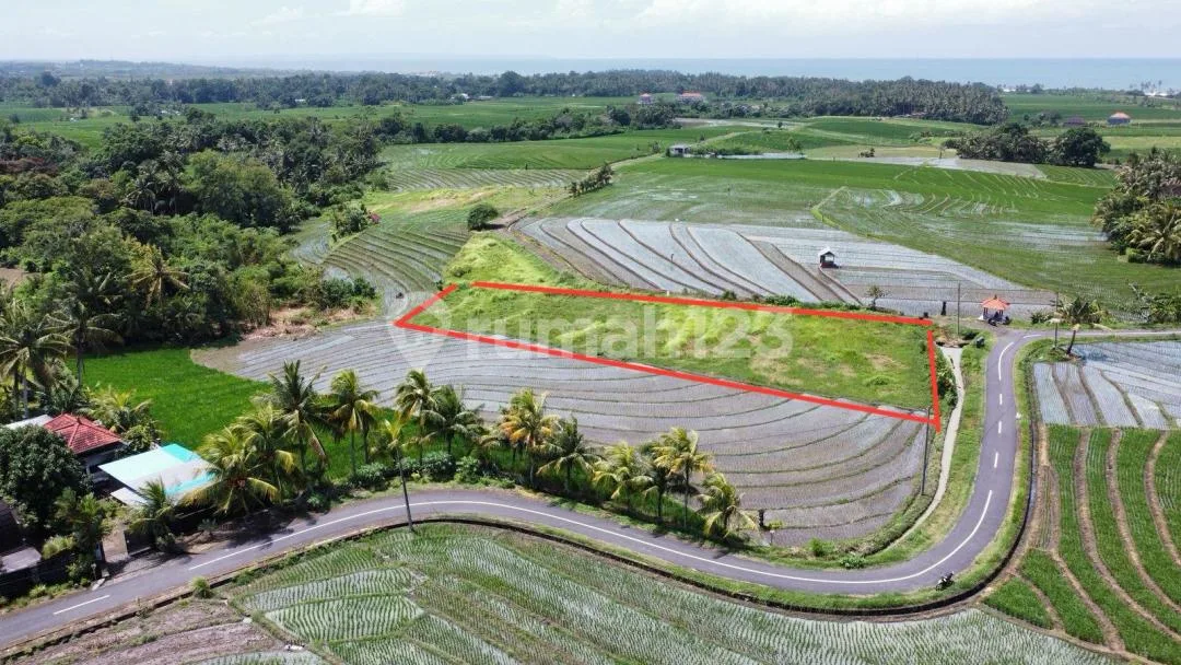 Tanah Murah Luas 22 Are Dekat Pantai Beraban Tabanan - Image 2 of 4