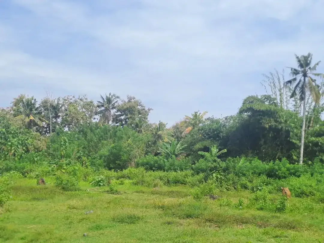 Lahan Istimewa & Prospektif: Tanah Luas 9.725 m² dengan View Gunung & Akses Strategis Denpasar–Gilimanuk - Image 2 of 5