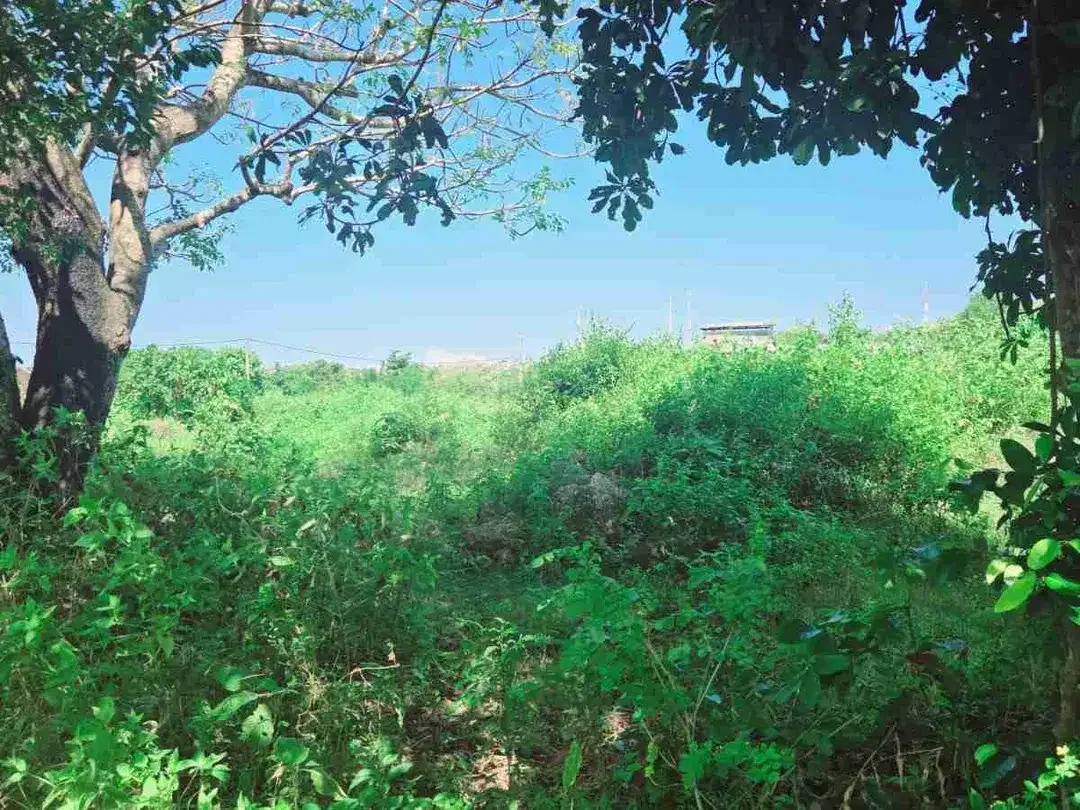 dijual tanah 50 are IDR 375 JT/are second floor ocean view  kawasan Kutuh Kuta Selatan Badung Bali - Image 2 of 6