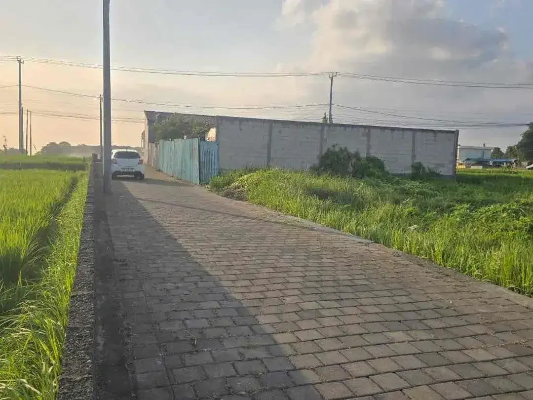 Tanah Kedungu view sawah dkt Jalan utama bisa 2-3 unit villa - Image 4 of 6