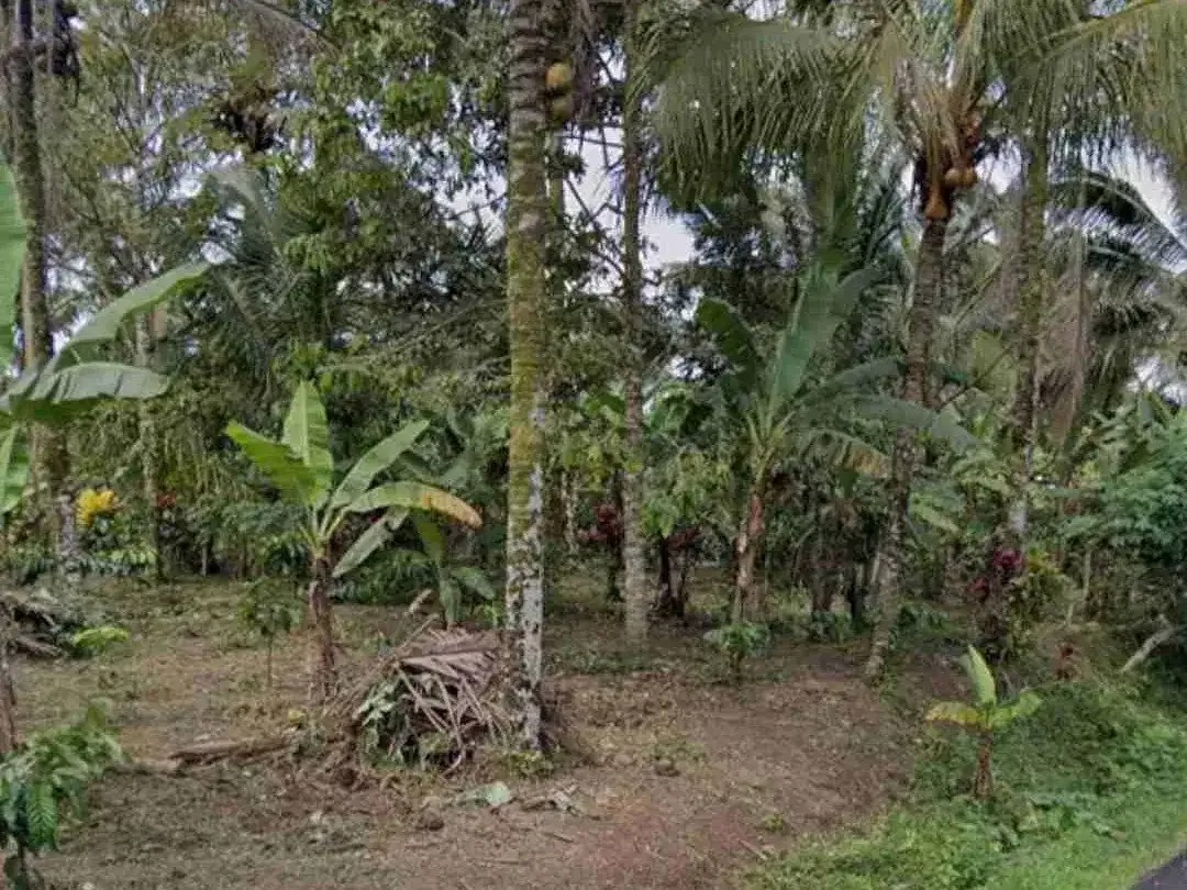 Kebun Kopi di Tabanan Bali hanya 20 menit ke Balian Beach - Image 2 of 3