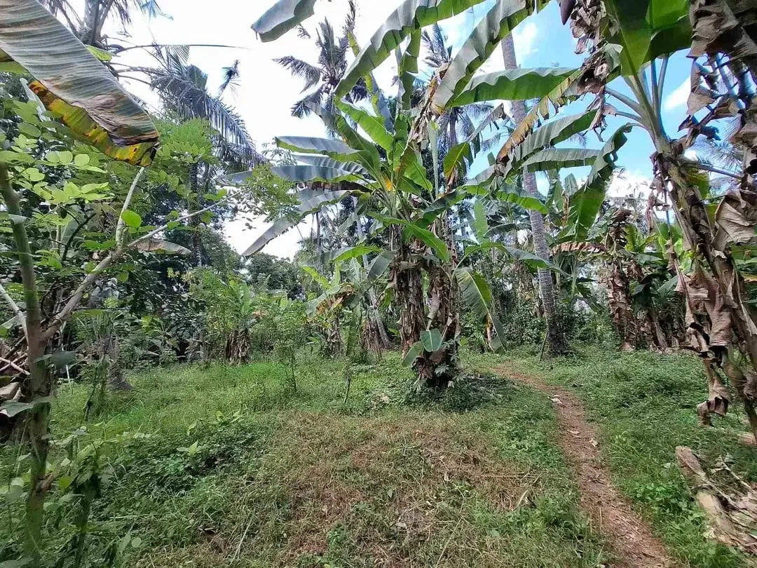 dijual tanah los sungai jernih berbatu lokasi sangat strategis dekat dengan jalan denpasar gilimanuk dijual di bawah harga pasar - Image 9 of 10