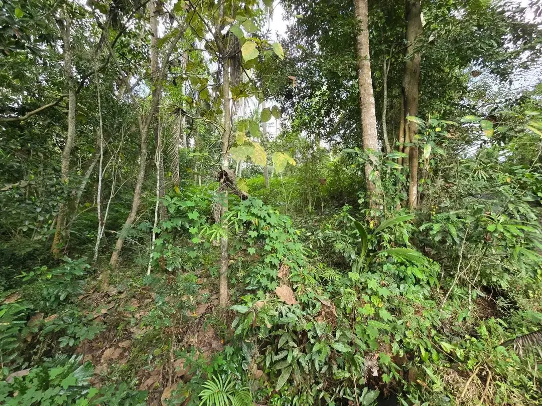 Dijual tanah los sungai view sawah di bali - Image 4 of 10
