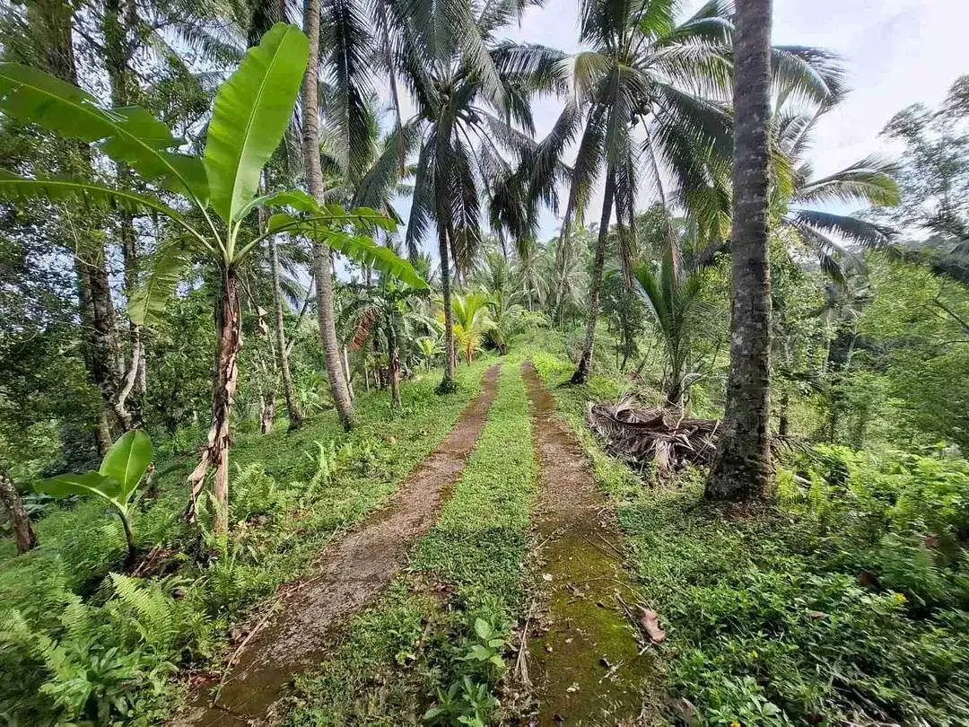 Dijual tanah murah los sungai dekat villa di bali - Image 6 of 10