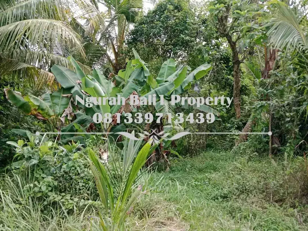 Dijual Tanah Murah Luas 645 m2 View Sawah dan Sungai di Ubud Pejeng - Image 6 of 7