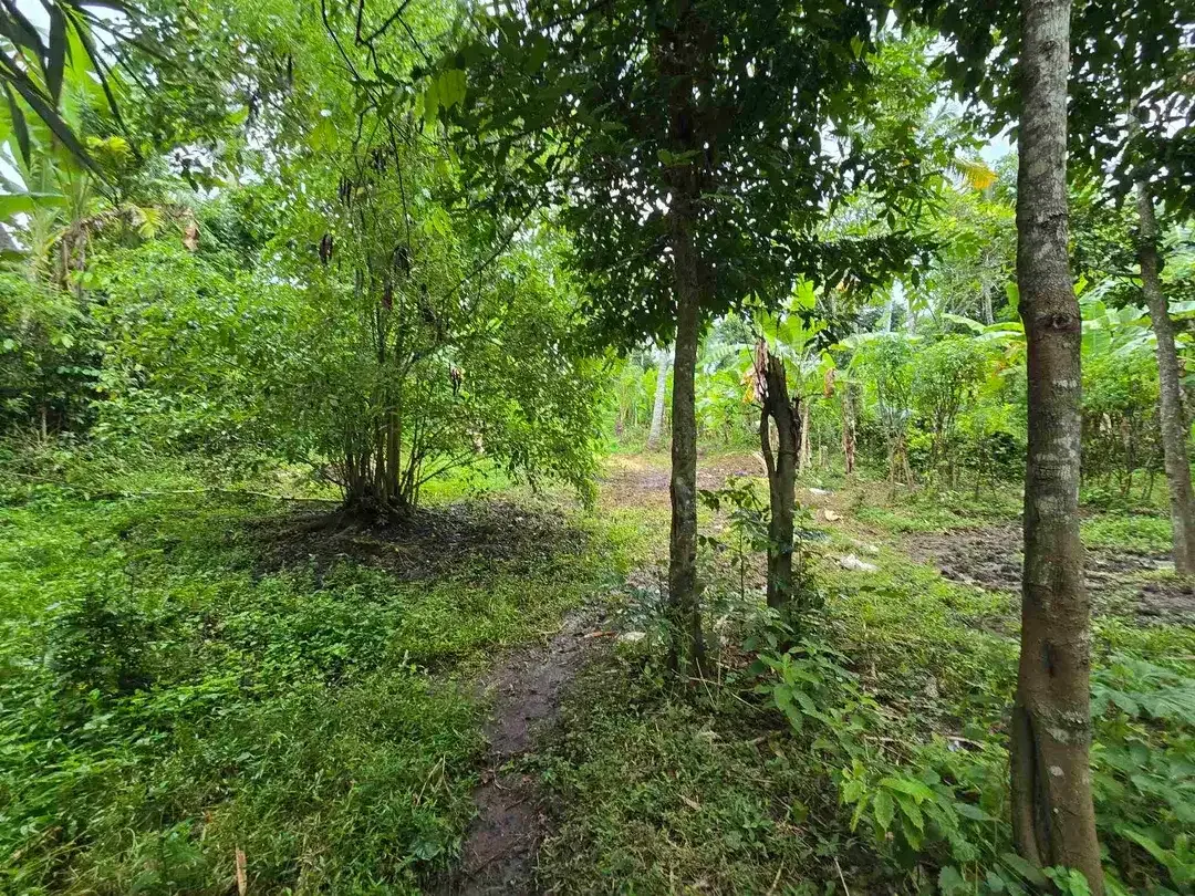 Dijual tanah murah view sawah dekat kota di tabanan bali - Image 2 of 10