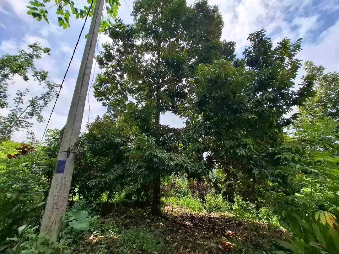 tanah kebun durian murah dan sangat strategis dengan view gunung dan los sungai - Image 8 of 10