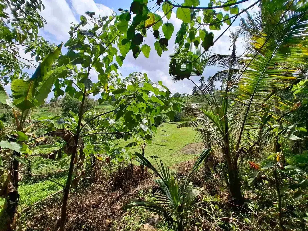 tanah kebun strategis dekat fasilatas umum dan tempat wisata mendapatkan view sawah terasering - Image 7 of 10