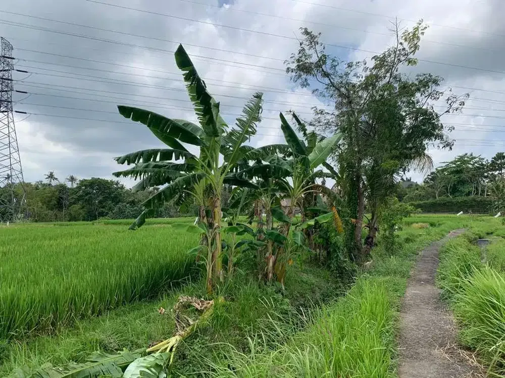 TANAH VIEW SAWAH DAN SUNGAI DI TABANAN - Image 2 of 10