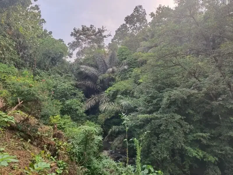 dijual tanah kebun durian dan manggis dengan air terjun di bali - Image 4 of 10