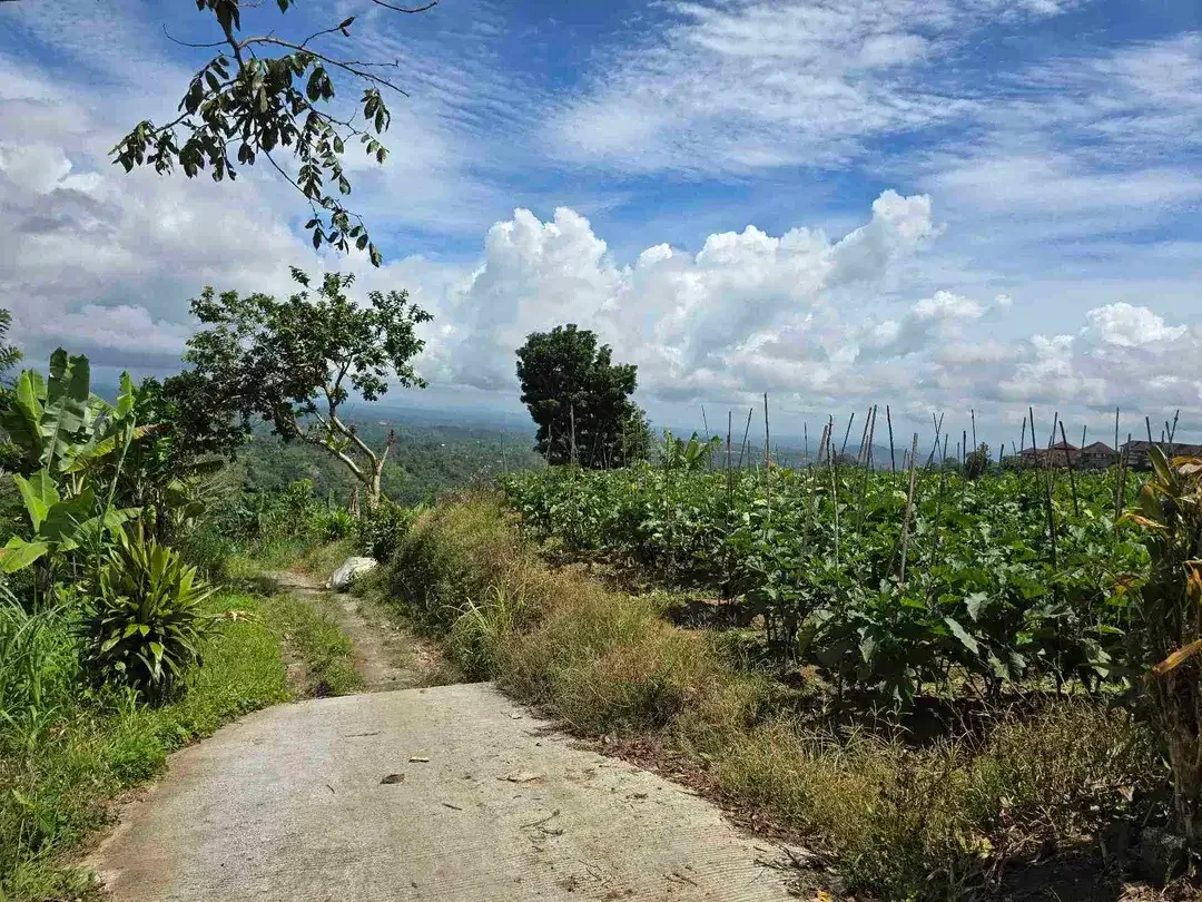 Dijual tanah view istimewa exotik lembah dan gunung di bedugul bali - Image 9 of 10