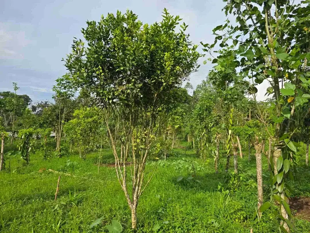 tanah kebun datar view sawah ketinggian 700 mdpl - Image 7 of 10
