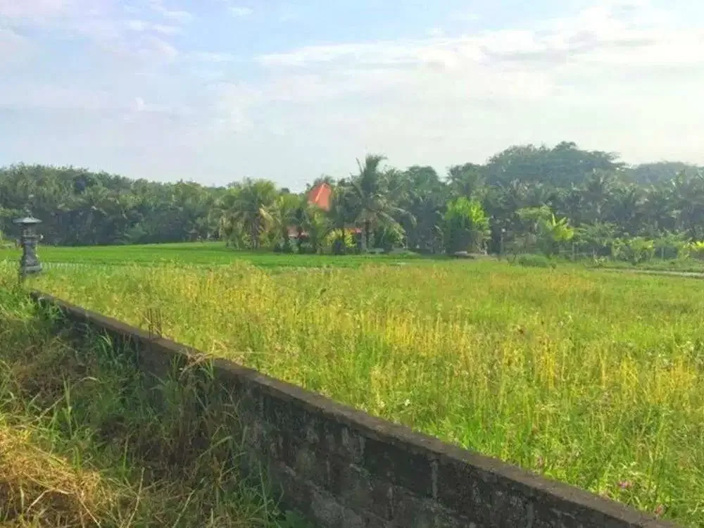 DIJUAL TANAH VIEW SAWAH KAWASAN VILLA - Image 1 of 6