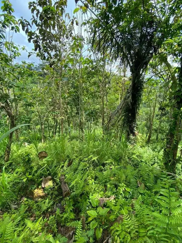 DIJUAL TANAH VIEW LEMBAH SUNGAI DI GIANYAR - Image 6 of 9
