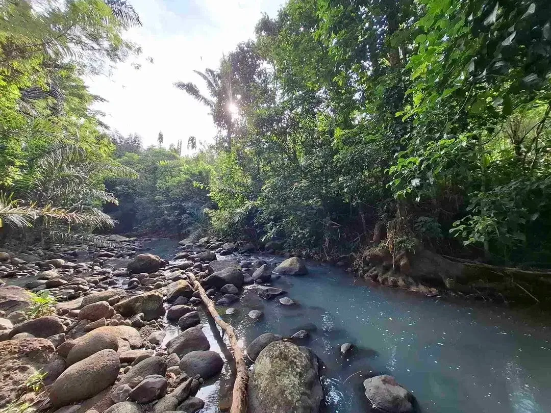dijual tanah kebun murah los sungai jernih dengan view sawah dan gunung di tabanan bali - Image 3 of 10
