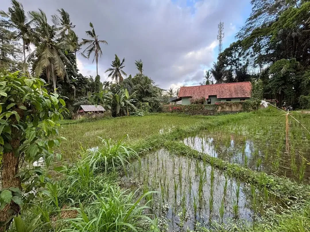 Tanah View Sawah Indah di Singakerta Ubud Bali - Image 2 of 8