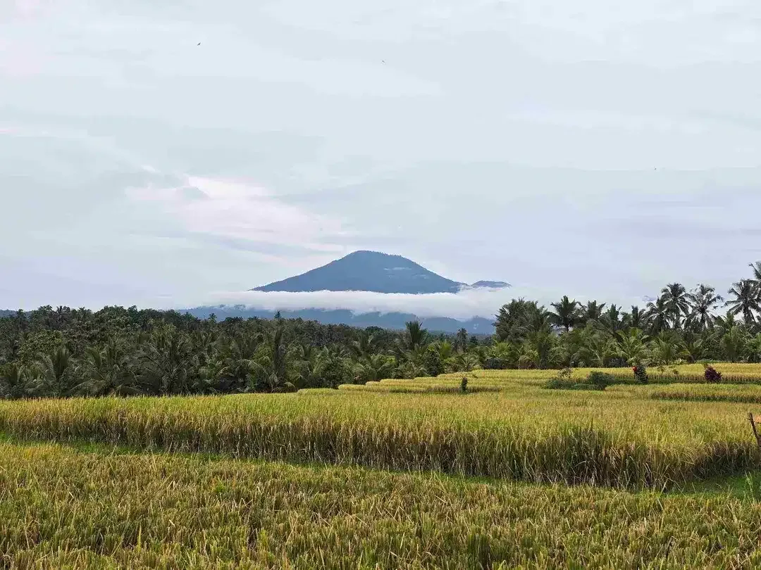 Dijual tanah view exotik sawah dan gunung di tabanan bali - Image 1 of 10