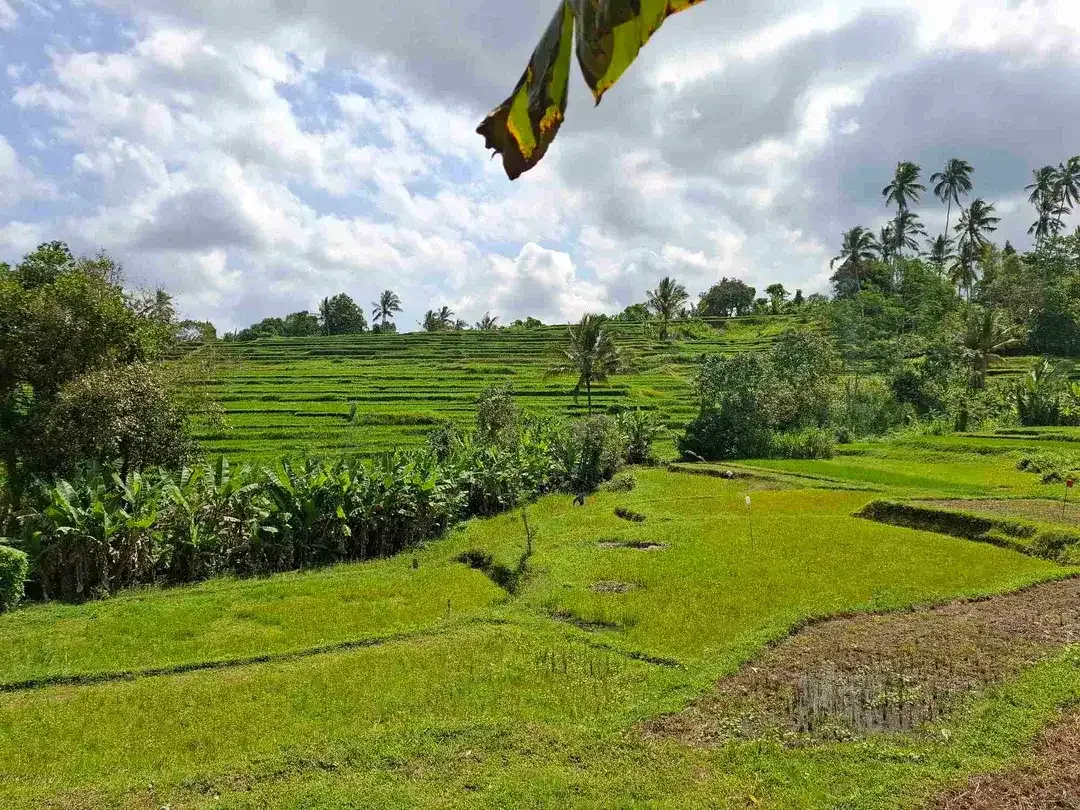 tanah kebun strategis dekat fasilatas umum dan tempat wisata mendapatkan view sawah terasering - Image 3 of 10