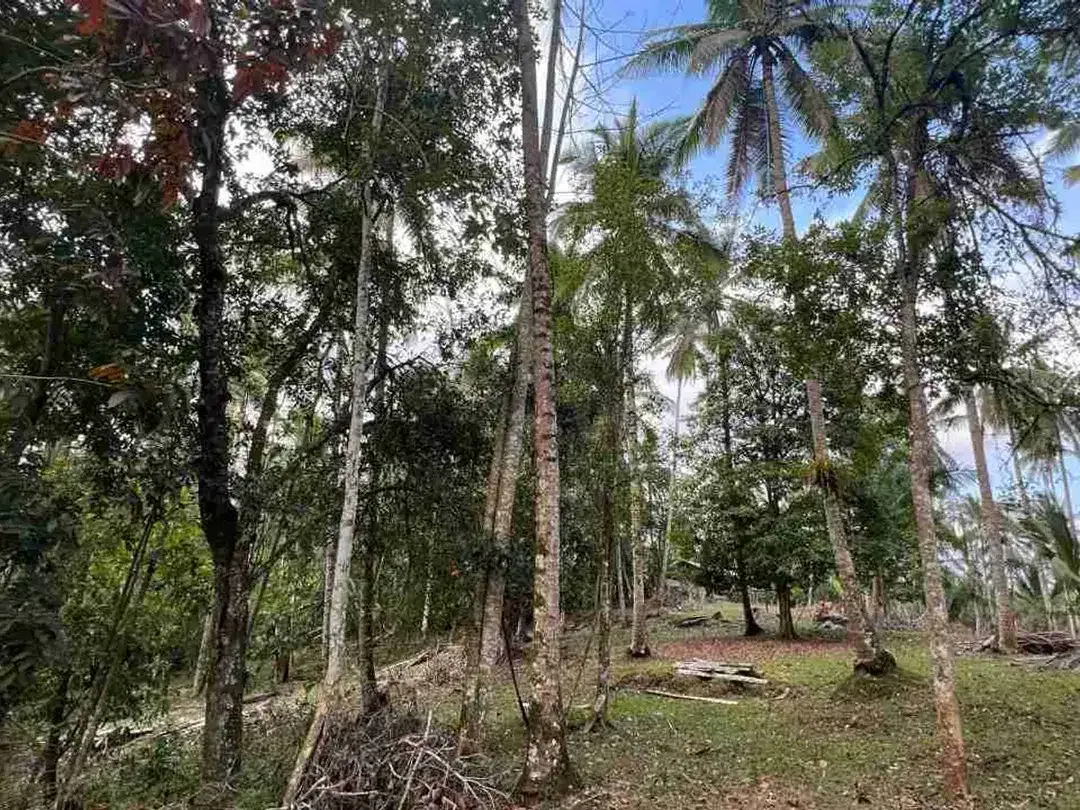 jual tanah kebun view sawah los sungai di tabanan bali - Image 10 of 10
