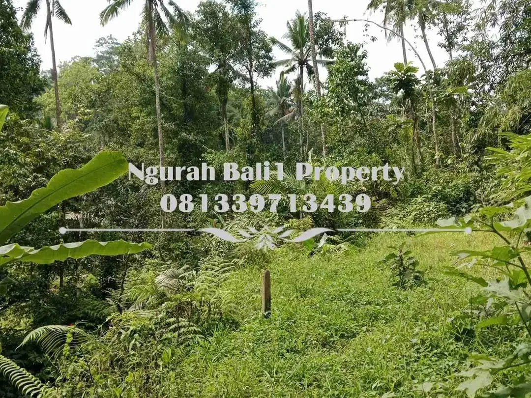 Disewakanl Tanah Murah Luas 55  Are Pemandangan Hutan di Ubud Pejeng - Image 6 of 7