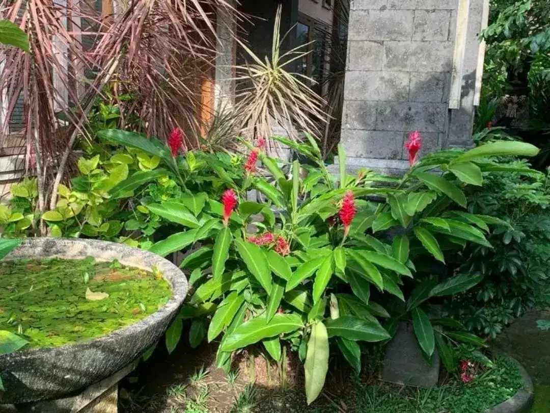 Rumah Padang Sambian Kaja Denpasar Barat - Image 7 of 8