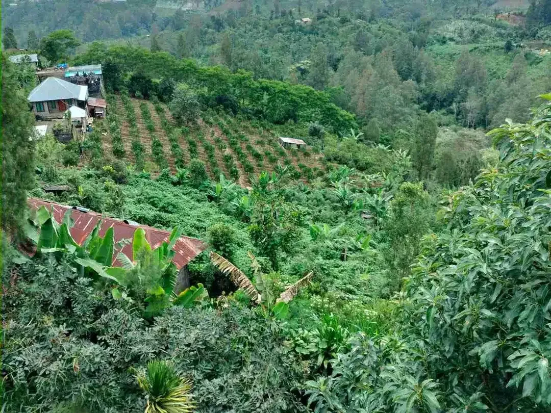 Kebun View Lembah di Kintamani Bangli Bali - Image 4 of 4
