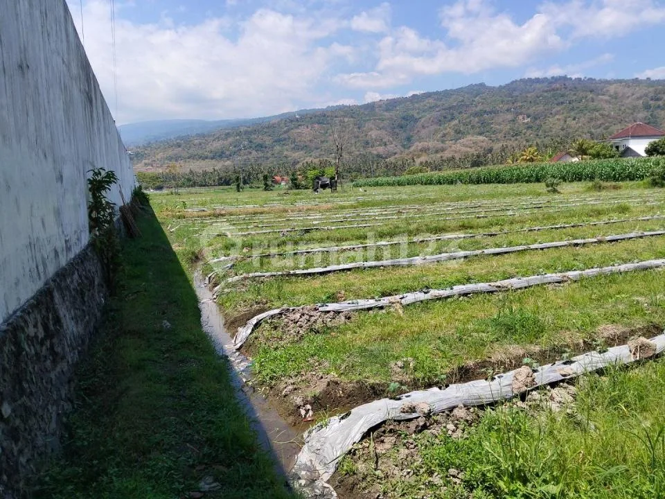 Tanah Premium Pinggir Jalan Utama Temukus - Seririt - Image 3 of 4
