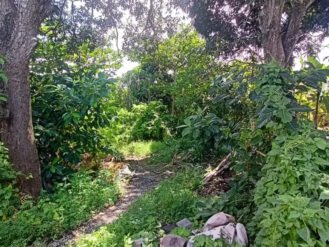Leasehold - Prime 1300 sqm Leasehold Land in Umalas, Bali - Image 4 of 5