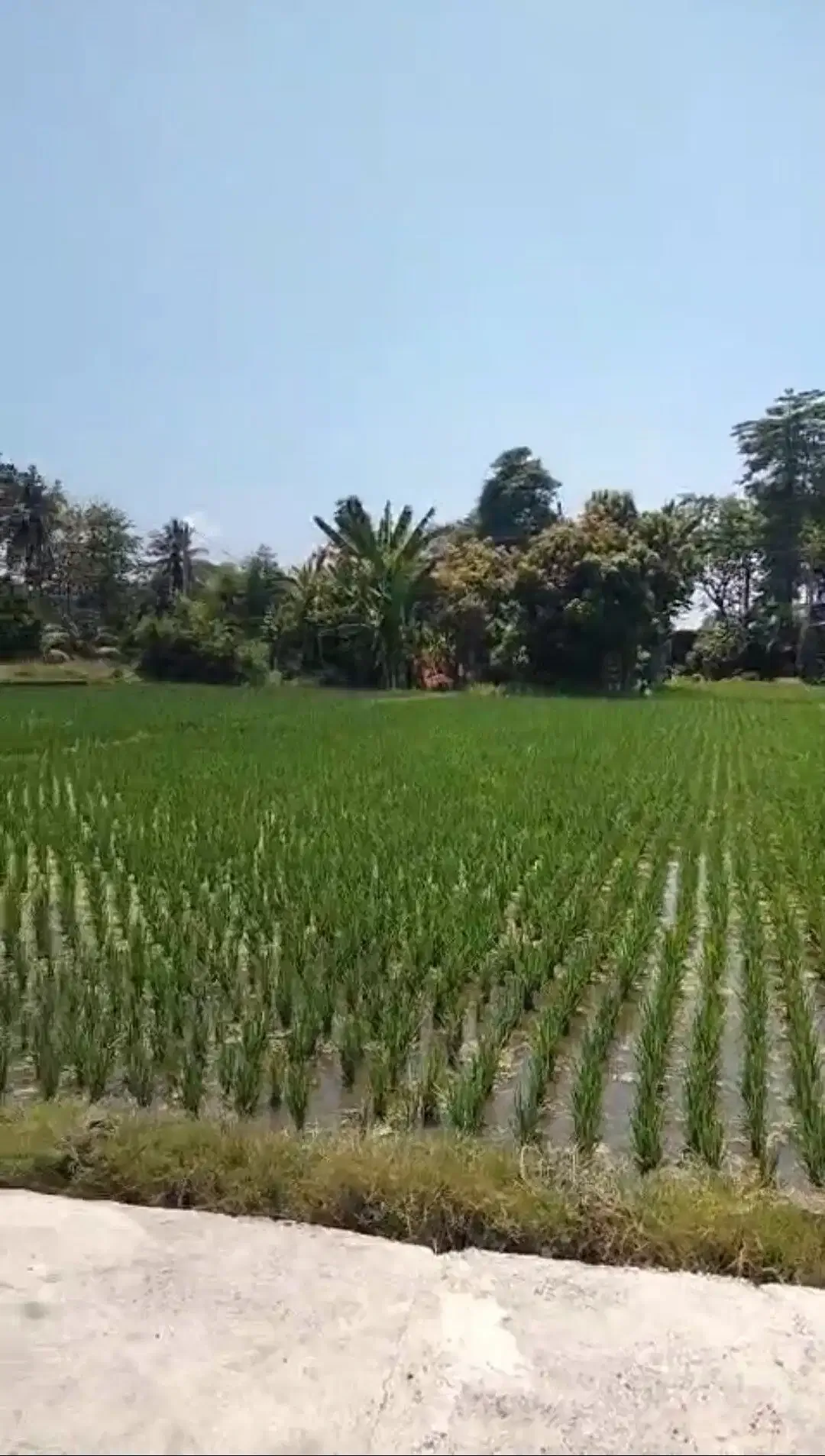 BUC 5 are View Pantai dan sawah di Lebih Gianyar Bali - Image 5 of 6