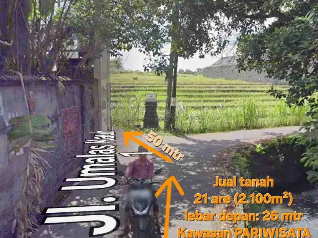 Jual tanah 21 are di Umalas ii Kerobokan Seminyak Bali, view sawah, ITR kuning - Image 10 of 10