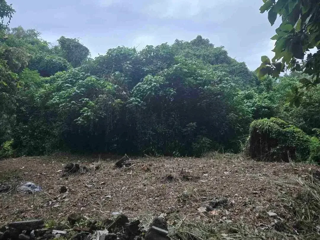 Dijual Tanah 3,6 Are View Sungai dan perkebunan cocok Usaha Villa - Image 4 of 5