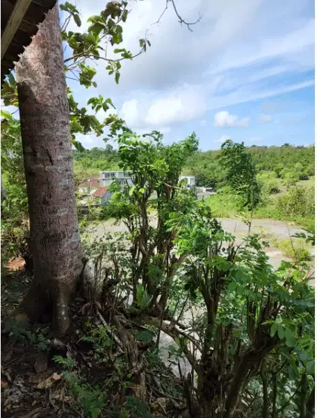 Tanah Murah 1 Hektar Dekat Pantai Ungasan - Image 3 of 10