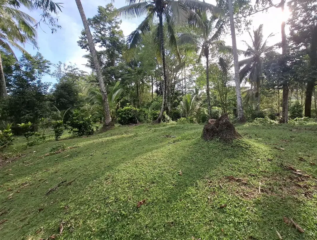 Dijual tanah kebun kelapa - Image 4 of 9